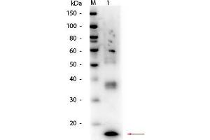 Western Blot of Mouse TNFα Antibody. (TNF alpha antibody)