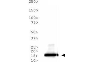 Western Blot of Rabbit Anti-Histone H3 [ac Lys9] Antibody. (Histone 3 antibody  (H3K9ac))
