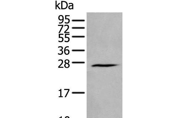 HAND1 antibody