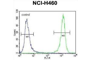 Flow Cytometry (FACS) image for anti-Diacylglycerol Kinase, theta 110kDa (DGKQ) antibody (ABIN3003694) (DGKQ antibody)