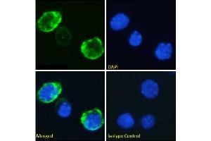 Immunofluorescence (IF) image for anti-CD7 (CD7) antibody (ABIN7072230)