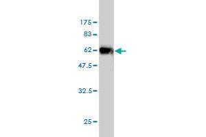 Western Blot detection against Immunogen (56. (ICOSLG antibody  (AA 20-302))