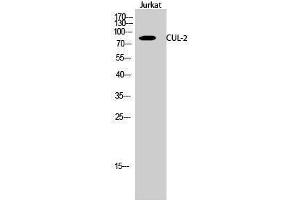 Western Blotting (WB) image for anti-Cullin 2 (CUL2) (C-Term) antibody (ABIN3184130)