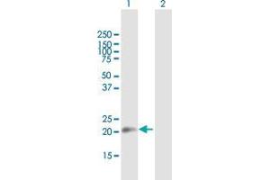 Western Blot analysis of SUB1 expression in transfected 293T cell line by SUB1 MaxPab polyclonal antibody. (SUB1 antibody  (AA 1-127))