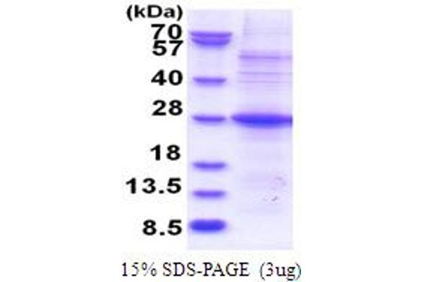 POMZP3 Protein (AA 1-187) (His tag)