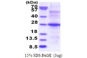 POMZP3 Protein (AA 1-187) (His tag)