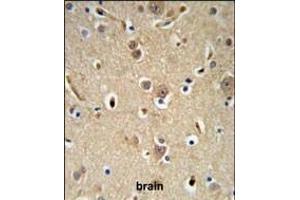 NEDD4 Antibody (C-term) (ABIN653889 and ABIN2843135) IHC analysis in formalin fixed and paraffin embedded brain tissue followed by peroxidase conjugation of the secondary antibody and DAB staining. (NEDD4 antibody  (C-Term))