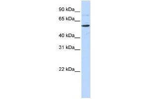 Western Blotting (WB) image for anti-CDP-Diacylglycerol Synthase (Phosphatidate Cytidylyltransferase) 1 (CDS1) antibody (ABIN2458915) (CDS1 antibody)