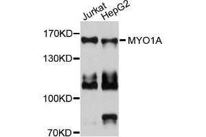 Western blot analysis of extracts of Jurkat and HepG2 cells, using MYO1A antibody. (Myosin IA antibody)