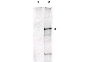 Western Blot of Sheep Anti-ATM pS1981 polyclonal antibody. (ATM antibody  (pSer1981))