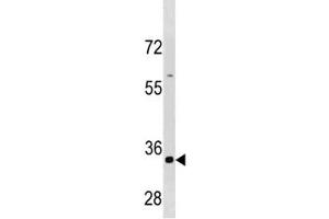 Cyclin B3 antibody western blot analysis in HepG2 cell line lysate (Cyclin B3 antibody  (AA 1311-1338))