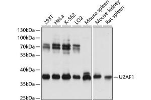 Western blot analysis of extracts of various cell lines, using U2 antibody (ABIN6134442, ABIN6149752, ABIN6149755 and ABIN6217061) at 1:3000 dilution. (U2AF1 antibody  (AA 1-100))