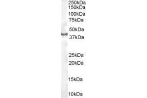 ABIN185604 (1µg/ml) staining of Human Kidney lysate (35µg protein in RIPA buffer). (CDX2 antibody  (Internal Region))