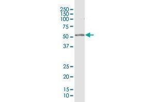 RPL4 MaxPab rabbit polyclonal antibody. (RPL4 antibody  (AA 1-427))
