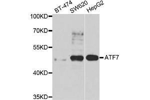 Western blot analysis of extracts of various cell lines, using ATF7 antibody (ABIN5975307) at 1/1000 dilution. (AFT7 antibody)