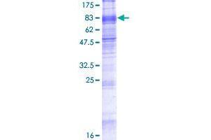 SLC7A8 Protein (AA 1-535) (GST tag)