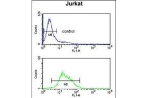 ZBTB2 Antibody (C-term) (ABIN390710 and ABIN2840992) flow cytometric analysis of Jurkat cells (bottom histogram) compared to a negative control cell (top histogram). (ZBTB2 antibody  (C-Term))