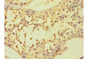 Immunohistochemistry of paraffin-embedded human testis tissue using ABIN7152381 at dilution of 1:100 (CAPZB antibody  (AA 1-272))