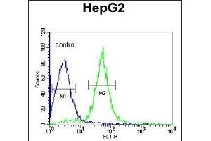 AIFM2 Antibody (C-term) (ABIN650623 and ABIN2846510) flow cytometric analysis of HepG2 cells (right histogram) compared to a negative control cell (left histogram). (AIFM2 antibody  (C-Term))