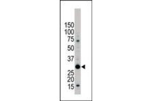 The anti-YWHAB Pab (ABIN392788 and ABIN2842226) is used in Western blot to detect YWHAB in Jurkat cell lysate. (YWHAB antibody  (C-Term))