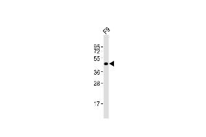 Anti-Pou5f1 Antibody (N-term)at 1:2000 dilution + F9 whole cell lysates Lysates/proteins at 20 μg per lane. (OCT4 antibody  (N-Term))