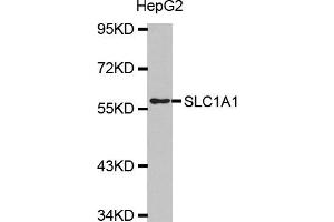 Western blot analysis of extracts of HepG2 cell line, using SLC1A1 antibody. (SLC1A1 antibody)