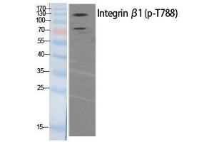 Western Blot analysis of HeLa extracts of mitotic cells generated by treatment with Phospho-ITGB1 (Thr788) Polyclonal Antibody (ITGB1 antibody  (pThr788))