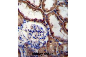 WNT16 Antibody (C-term) (ABIN657146 and ABIN2846282) immunohistochemistry analysis in formalin fixed and paraffin embedded human kidney tissue followed by peroxidase conjugation of the secondary antibody and DAB staining. (WNT16 antibody  (C-Term))