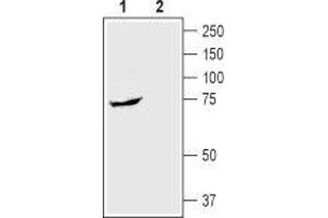 Western blot analysis of rat small intestine lysate: - 1. (SLC5A1 antibody  (Extracellular, N-Term))