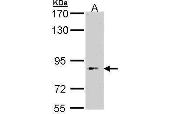 BBS12 anticorps