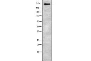 Western blot analysis of ZFHX4 using HUVEC whole cell lysates (ZFHX4 antibody)