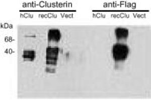 Western Blotting (WB) image for anti-Clusterin (CLU) antibody (ABIN7211558) (Clusterin antibody)