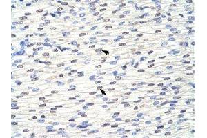 Image no. 1 for anti-Eukaryotic Translation Initiation Factor 4B (EIF4B) (AA 490-539) antibody (ABIN202813) (EIF4B antibody  (AA 490-539))