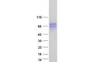 Western Blotting (WB) image for butyrophilin, Subfamily 2, Member A2 (BTN2A2) (Transcript Variant 1) protein (Myc-DYKDDDDK Tag) (ABIN2716788)
