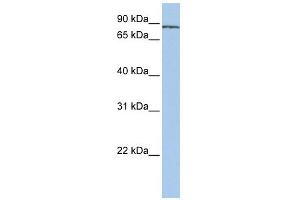 SF3A1 antibody used at 1 ug/ml to detect target protein. (SF3A1 antibody  (N-Term))