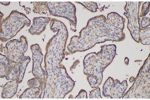 Immunohistochemistry of paraffin-embedded Human placenta using ANXA5 Polycloanl Antibody at dilution of 1:150 (Annexin V antibody)