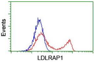 HEK293T cells transfected with either RC206643 overexpress plasmid (Red) or empty vector control plasmid (Blue) were immunostained by anti-LDLRAP1 antibody (ABIN2455231), and then analyzed by flow cytometry.