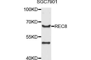 Western blot analysis of extract of SGC7901 cells, using REC8 antibody. (REC8 antibody)