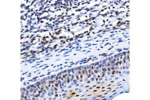 IHC analysis of TAF4 using anti-TAF4 antibody (ABIN7602114).