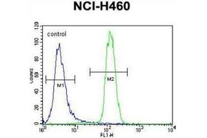 Flow cytometric analysis of NCI-H460 cells using LETM2 Antibody (N-term) Cat.