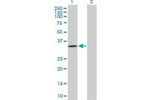 Western Blot analysis of PRSS8 expression in transfected 293T cell line by PRSS8 MaxPab polyclonal antibody. (PRSS8 antibody  (AA 1-343))