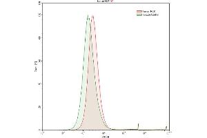 Detection of HCK in Raji human Burkitt's lymphoma cell line using Polyclonal Antibody to Hemopoietic Cell Kinase (HCK) (HCK antibody  (AA 2-526))