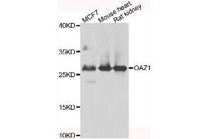 Western blot analysis of extracts of various cell lines, using OAZ1 antibody. (OAZ1 antibody)