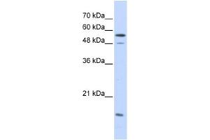 WB Suggested Anti-KPNA2 Antibody Titration: 0.