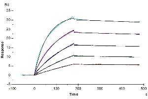 Surface Plasmon Resonance (SPR) image for Interleukin 17 Receptor A (IL17RA) (AA 33-320) protein (Fc Tag) (ABIN7274230)