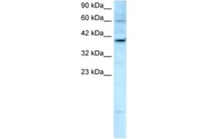 Western Blotting (WB) image for anti-Kinesin Family Member 25 (KIF25) antibody (ABIN2460842)