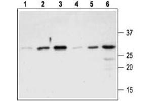 Western blot analysis of Recombinant mouse proNGF protein (#N-250), (lanes 1-3) and Recombinant human proNGF protein (#N-280), (lanes 4-6): - 1,4. (Nerve Growth Factor antibody  (Pro-Domain))