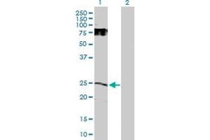 Western Blot analysis of GDNF expression in transfected 293T cell line by GDNF MaxPab polyclonal antibody. (GDNF antibody  (AA 1-211))