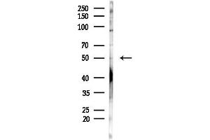 Western blot analysis of lysates from MDA-MB-231 cells(heat-shock,45 min treatment), using RBMS3 Antibody at 1/1000 dilution.