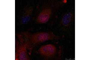 Immunofluorescence staining of methanol-fixed Hela cells using JunD(Ab-255) Antibody. (JunD antibody)